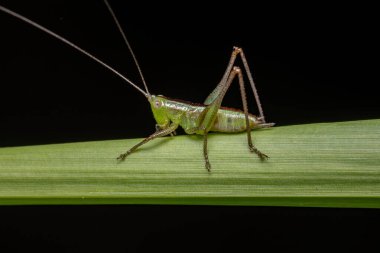 Conocephalus cinsinden daha az çayır Katydid Nymph