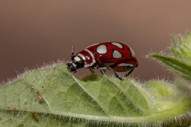 Omophoita argus türünün yetişkin pire böceği.