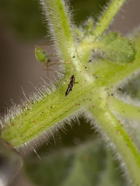 Thysanoptera Tarikatı 'nın Küçük Parçacık Böceği