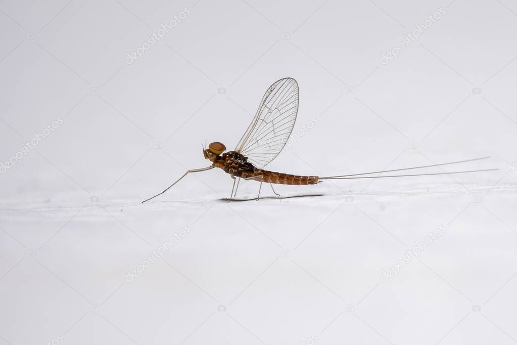 Male small mayfly of the genus Genus Baetis