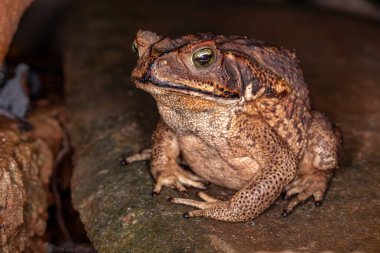 Adult Cururu Toad of the species Rhinella diptycha clipart
