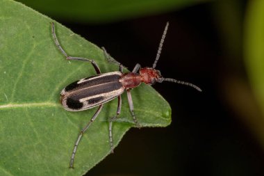 Epicauta cinsinin Yanan Kabarcık Böceği