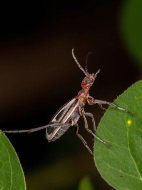 Epicauta cinsinin Yanan Kabarcık Böceği