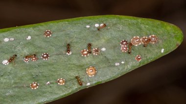 Kaplumbağa, Coccidae familyasının böceklerini tartıyor.