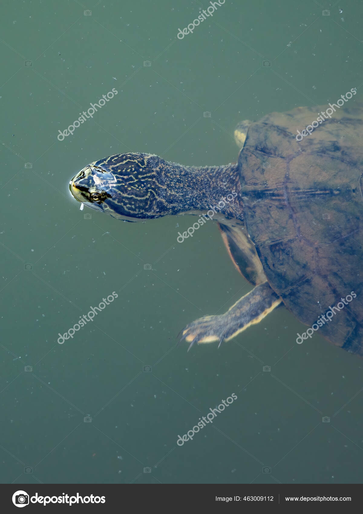 Stockfotos Side Necked Turtle Bilder Stockfotografie Side Necked Turtle Lizenzfreie Fotos Depositphotos