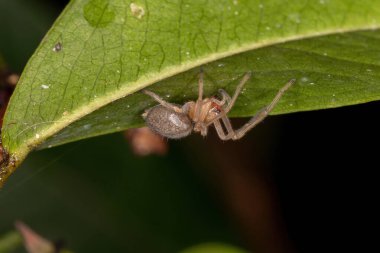 Aile 'nin küçük hayalet örümceği.