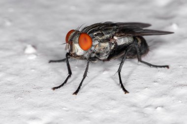 Adult Flesh Fly of the Family Sarcophagidae clipart