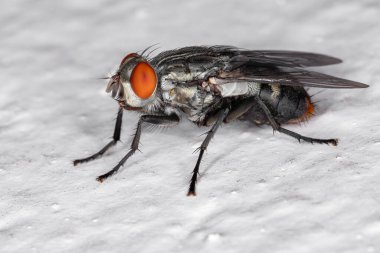 Adult Flesh Fly of the Family Sarcophagidae clipart