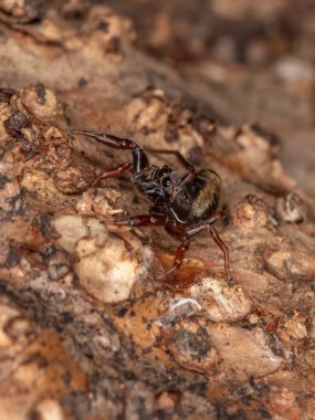 Küçük atlayan örümcek türü Breda modesta