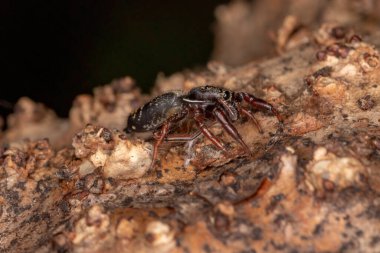 Küçük atlayan örümcek türü Breda modesta