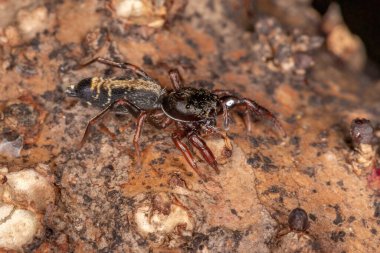 Küçük atlayan örümcek türü Breda modesta