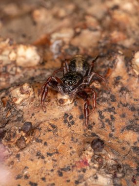 Küçük atlayan örümcek türü Breda modesta