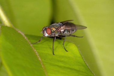 Calliphoridae ailesinin Yetişkin Uçuşu