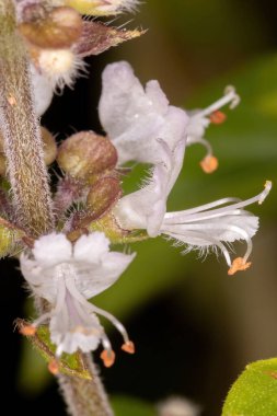 Türün beyaz tatlı fesleğeni Ocimum bazilika