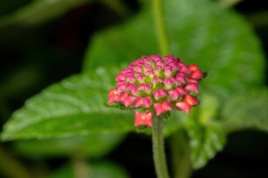Seçici odaklı Lantana Camara türünün ortak Lantana çiçeği