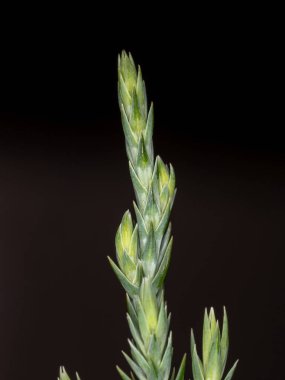 Yeşil Kozalaklı Yapraklar Pinale Tarikatı 'nın makro görünümünde