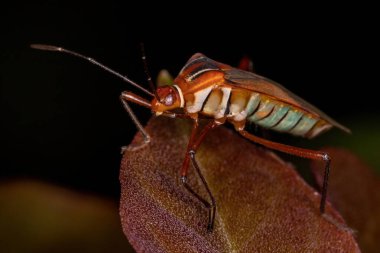 Yetişkin Yaprak Ayaklı Böcek, Hypselonotus böceği.