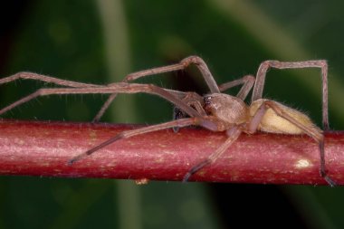 Agrarian Sac Spider türü Cheiracanthium kapsamı