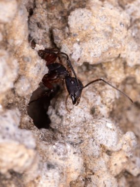 Species Camponotus Rufipes 'tan Yetişkin Marangoz Karınca