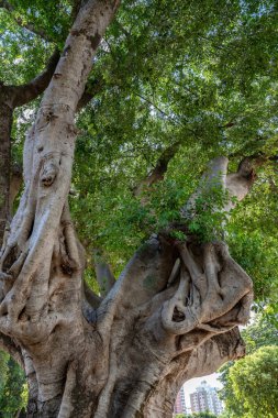 İlginç şekilleri ve canlı yaprakları olan yetişkin ağacı.