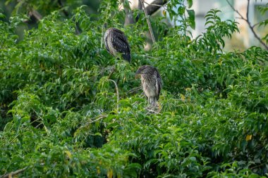 Kara Taç Giyen Gece Balıkçıl Nycticorax.