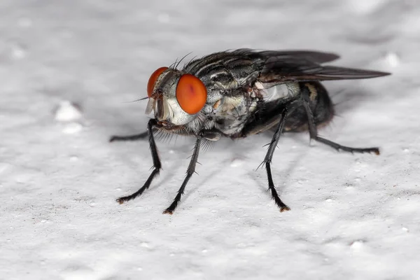 Mosca Carne Adulto Família Sarcophagidae — Fotografia de Stock