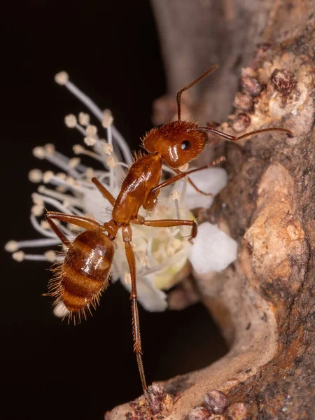 Snickarmyra Släktet Camponotus — Stockfoto