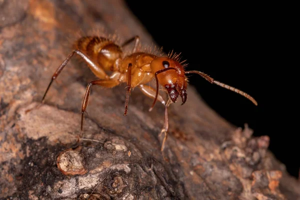 Adulto Carpintero Hormiga Del Género Camponotus —  Fotos de Stock