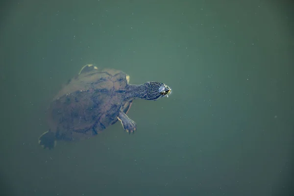 Stockfotos Seite Necked Turtle Bilder Stockfotografie Seite Necked Turtle Lizenzfreie Fotos Depositphotos