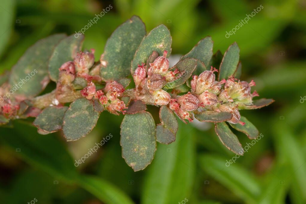 Enredadera cáustica roja de la especie Euphorbia thymifolia con frutas