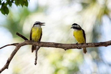 Pitangus sülfür türünün büyük Kiskadee 'si.