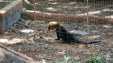 Tayra türünün vahşi hayvanı Eira Barbara