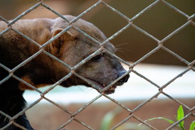 Tayra türünün vahşi hayvanı Eira Barbara
