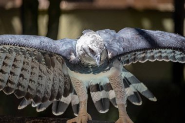 Harpia harpyja türünün Harpy Eagle 'ı.