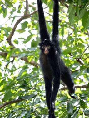 Ateles chamek türünün Siyah Yüzlü Siyah Örümcek Maymunu