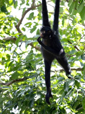 Ateles chamek türünün Siyah Yüzlü Siyah Örümcek Maymunu