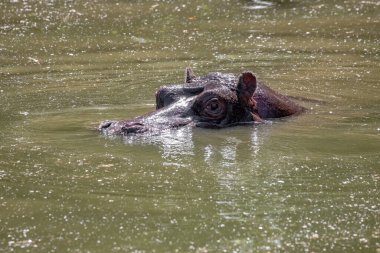 Suaygırı türünün su aygırı sudaki amfibik amfibidir.