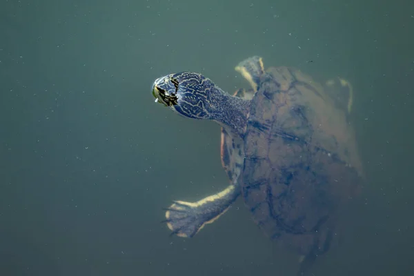 Stockfotos Seite Necked Turtle Bilder Stockfotografie Seite Necked Turtle Lizenzfreie Fotos Depositphotos
