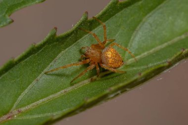 Eriophora cinsinin tipik Orbweaver örümceği