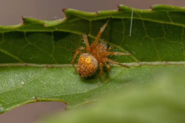 Eriophora cinsinin tipik Orbweaver örümceği