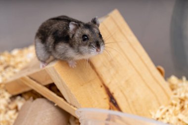 Campbell 'ın cüce hamster türü Phodopus kampı seçici odaklı