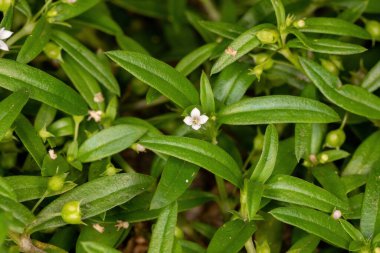 Eski Dünya Elmas Çiçeği Oldenlandia corymbosa