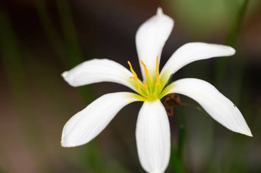 Beyaz Yağmurlu Zambak Çiçeği Zephyranthes kanadası