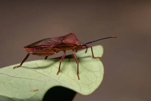 Bug Folha Adulto Espécie Athaumastus Haematicus — Fotografia de Stock