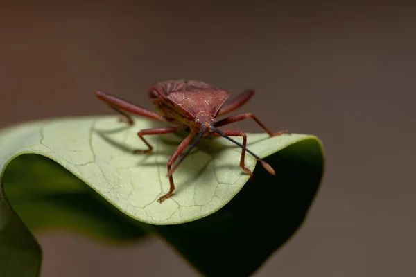 Взрослый Leaf Footed Bug Вида Athaumastus Haematicus — стоковое фото