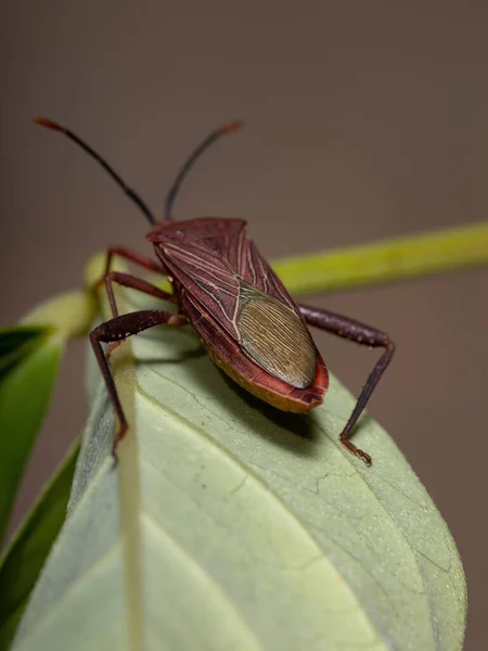 Athaumastus Haematicus Türünün Yetişkin Yaprak Ayaklı Böceği — Stok fotoğraf
