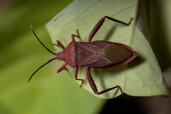 Взрослый Leaf Footed Bug Вида Athaumastus Haematicus — стоковое фото