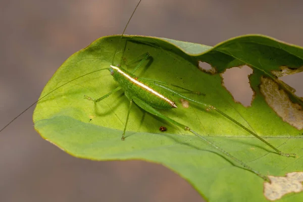 Leaf Katydid Nymph Tribe Phaneropterini — 스톡 사진