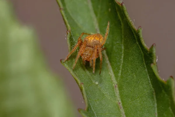 属エリオポラの典型的なOrbweaver Spider — ストック写真