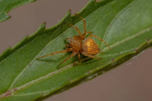 Typische Spinne Der Gattung Eriophora — Stockfoto